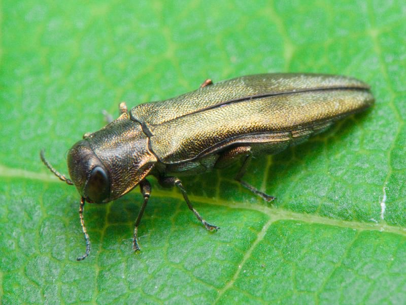 Agrilus derasofasciatus Boisduval & Lacordaire, 1835